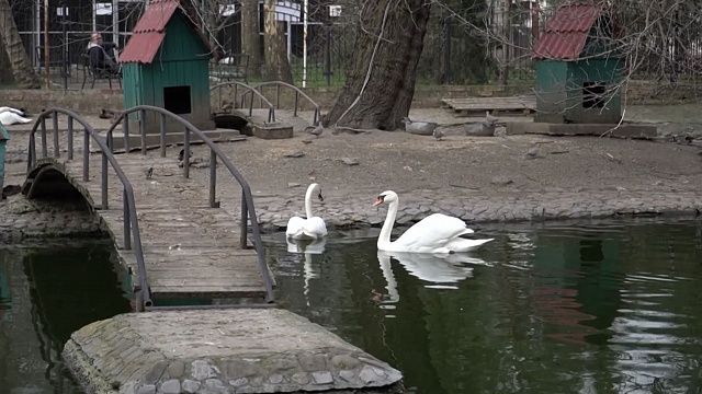 Лебеди / Фото: телеканал «Краснодар» 