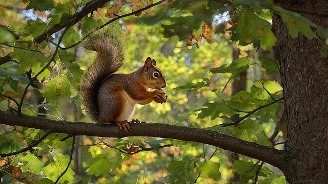 Появилось видео с белкой и электронной сигаретой в Лондоне