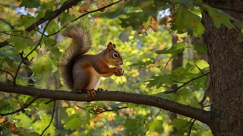 Появилось видео с белкой и электронной сигаретой в Лондоне