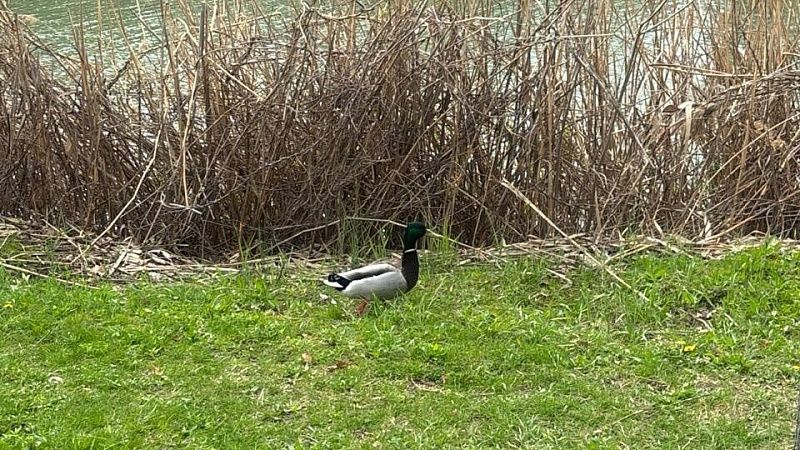 Селезня со стрелой в голове и крючком в горле спасли ветеринары в Балашихе