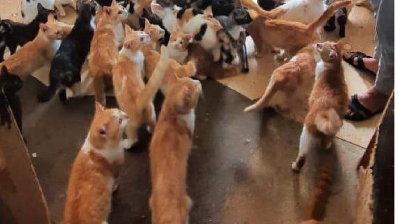 Более 50 кошек, найденных в квартире в Краснодаре, кастрируют