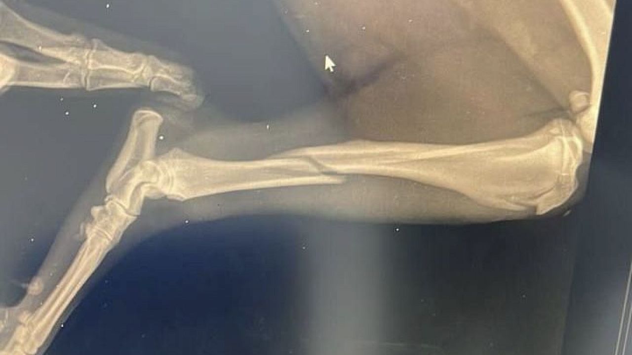 Краснодарцы ночью нашли и доставили к хирургу собаку, попавшую в капкан Фото: соцсети