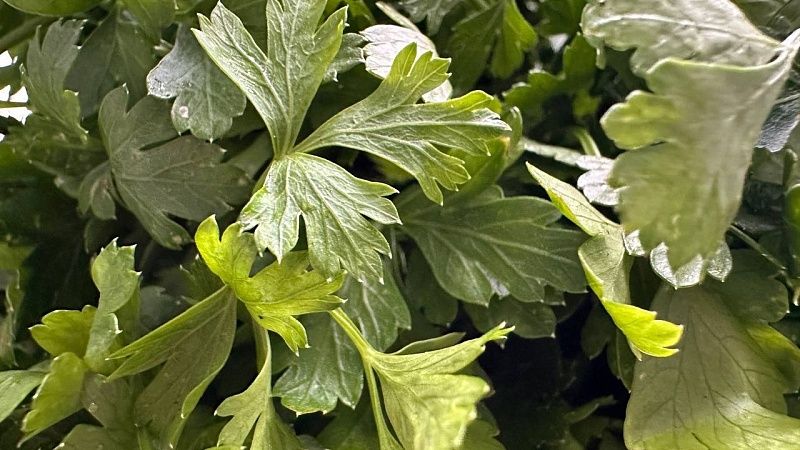 На Кубани пресекли ввоз заражённых семян петрушки из Италии