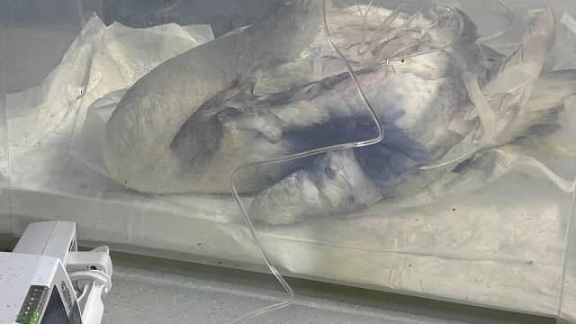 Фото: t.me/zhemchujnaya9