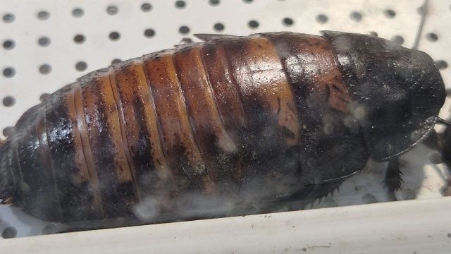 Видео с тараканами в новогоднем подарке назвали фейком власти Кубани