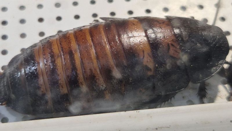 Видео с тараканами в новогоднем подарке назвали фейком власти Кубани