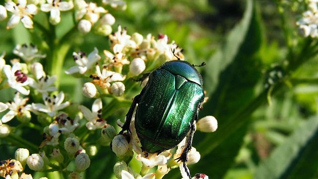 День июньского жука отмечается. Фото: pixabay.com