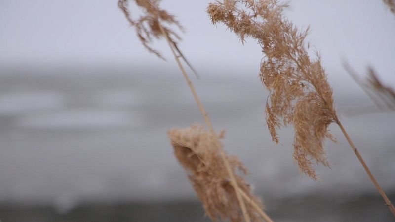 О заморозках до -4 градусов по всему региону предупредили в МЧС Кубани 