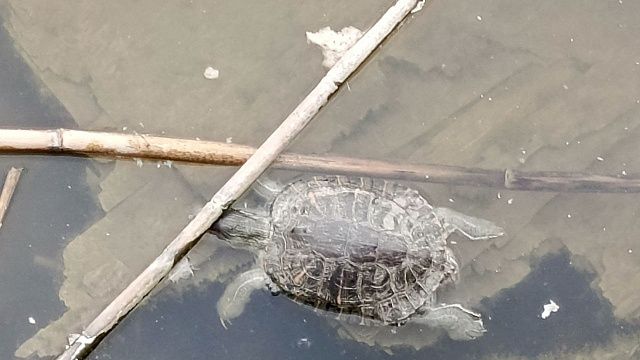 Очевидцы сняли мёртвых черепах в одном из Карасунов Краснодара