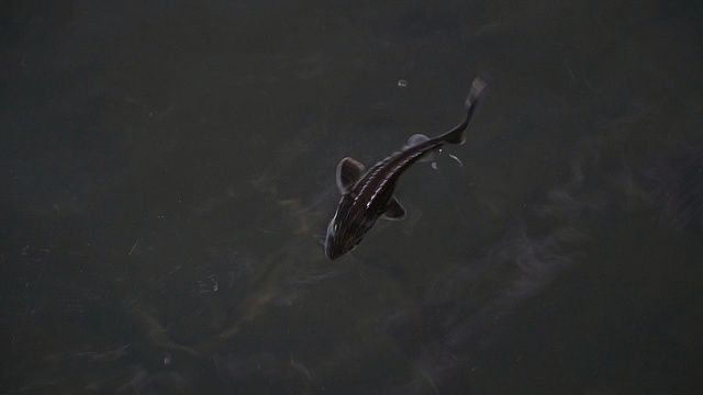 Фото: телеканал «Краснодар»