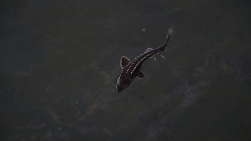 Более 300 тысяч редких осетровых рыб выпустили в реку Лаба на Кубани