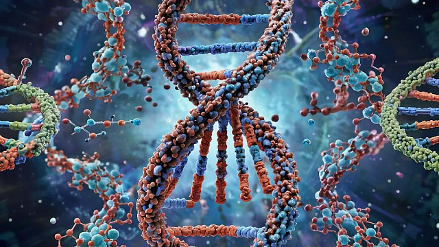 Названы полезные свойства способных разрушить раковые клетки бархатцев