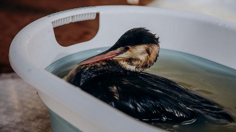 Акулова рассказала о гибели баклана из-за заклеенного клюва в Анапе