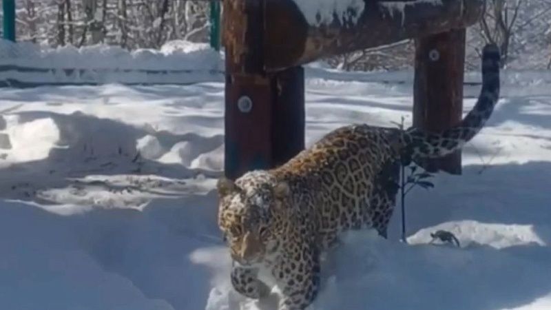 В сочинском Центре восстановления леопарда показали радующегося снегу Умку