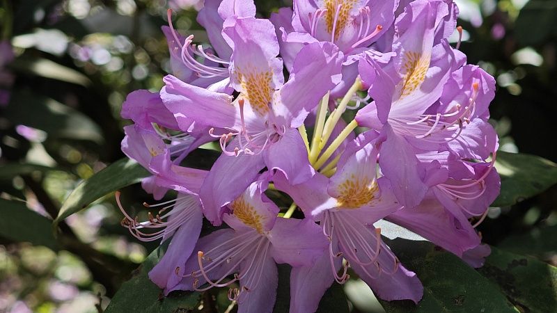 Фиолетовые и желтые рододендроны распустились в горах Сочи