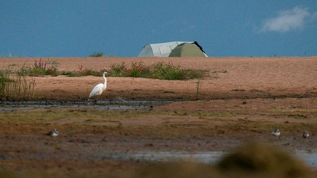 Редкую белую цаплю сфотографировали на Финском заливе под Петербургом