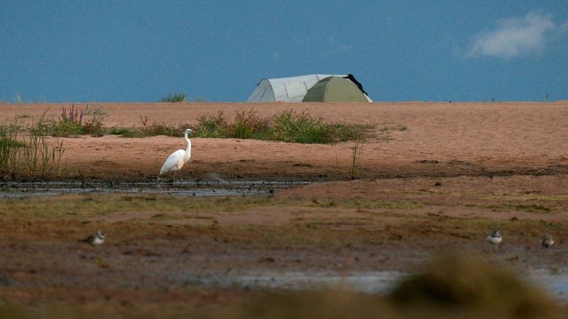 Редкую белую цаплю сфотографировали на Финском заливе под Петербургом
