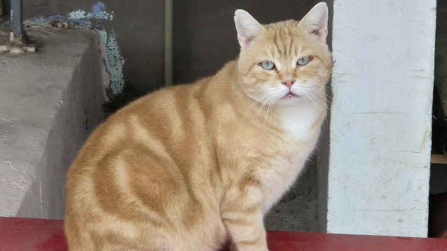 Потерявшийся кот Жорик прошёл 65 км, чтобы вернуться домой в Солнечногорск 