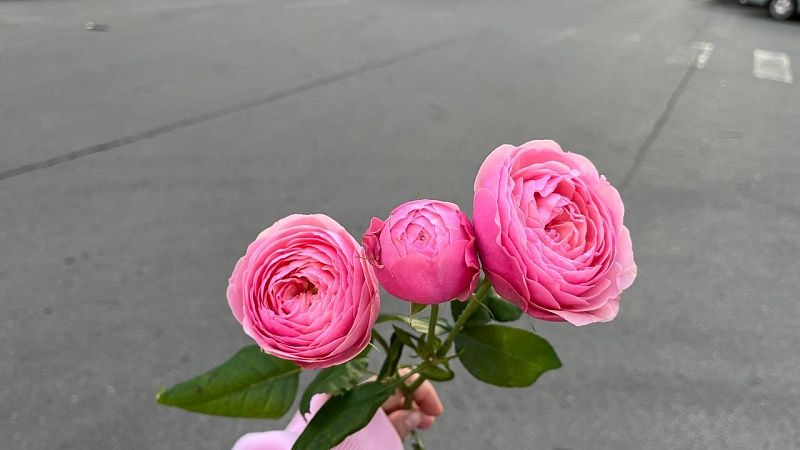 Сколько готовы потратить на подарки ко Дню учителя рассказали краснодарцы