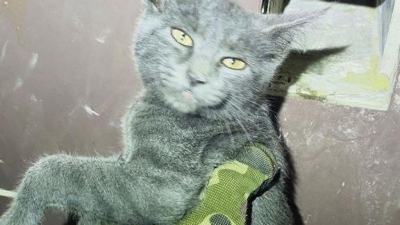 Спасатели вытащили застрявшего в вентиляционном люке котенка в Новороссийске