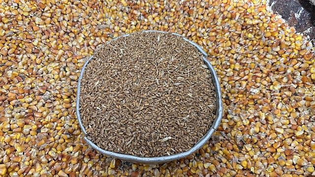 Фото: телеканал «Краснодар»