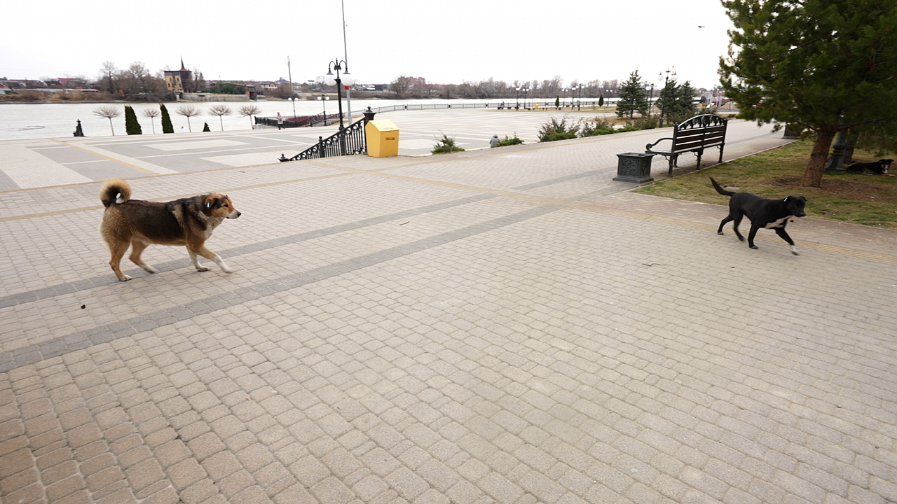 Бездомные собаки атакуют: почему их так много в Краснодаре и как их остановить Фото: Телеканал «Краснодар»