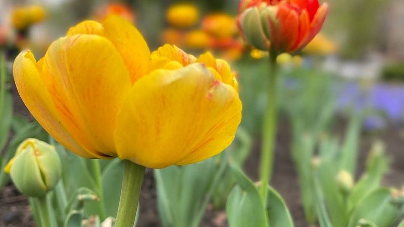 Конкурс на лучший двор стартовал в Краснодаре