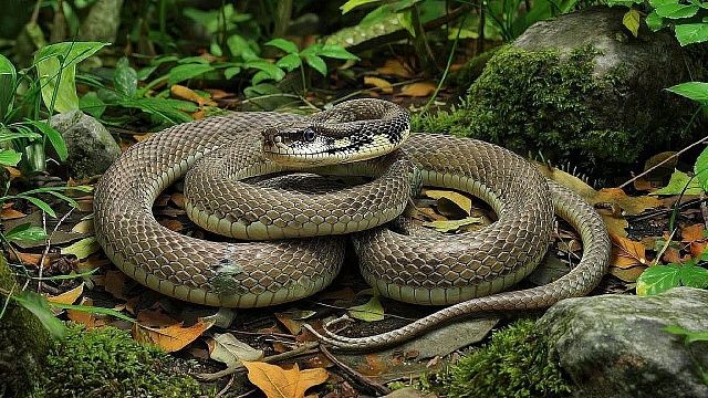 Шестиметровый питон проглотил пять коз в Бангладеш