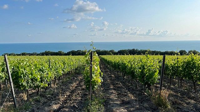 Более 70 тысяч тонн винограда собрали с начала сезона на Кубани