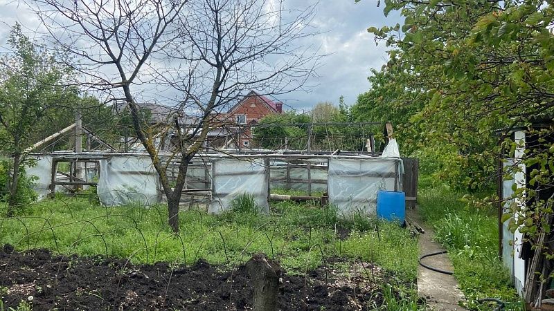 Россиянка приняла петрушку за коноплю и сдала соседа полиции