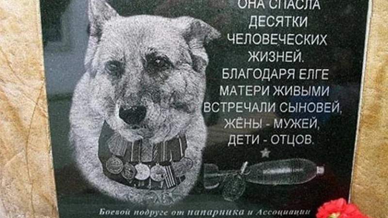 Памятник погибшей при исполнении служебной овчарке открыли в Приморско-Ахтарске