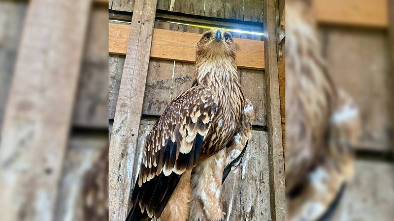 Полицейские задержали нелегального фотографа-живодёра в Лазаревском районе