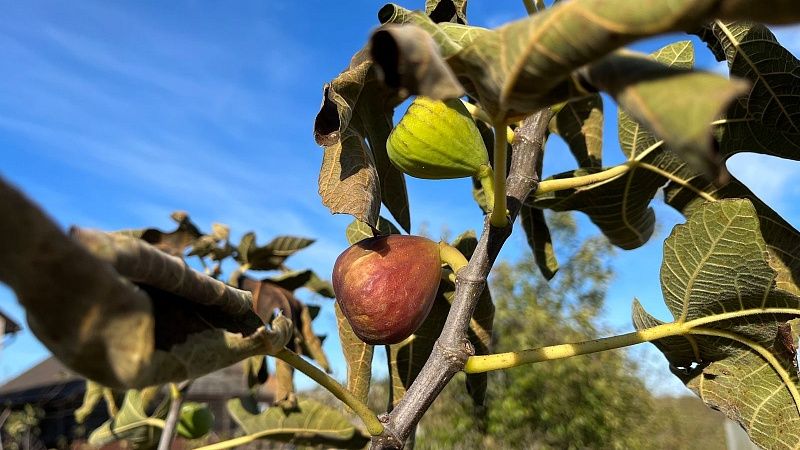 Кубанский врач Горячев назвал оптимальную норму употребления инжира