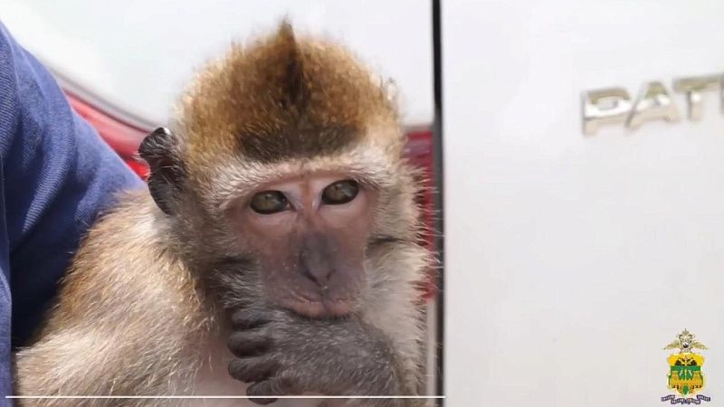 Обезьяну, лемура и попугая изъяли у фотоживодеров в Сочи