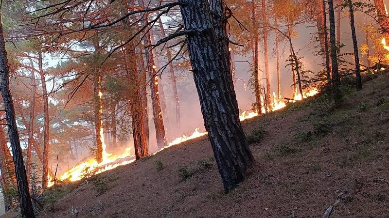 Оперштаб показал кадры лесного пожара в Геленджике
