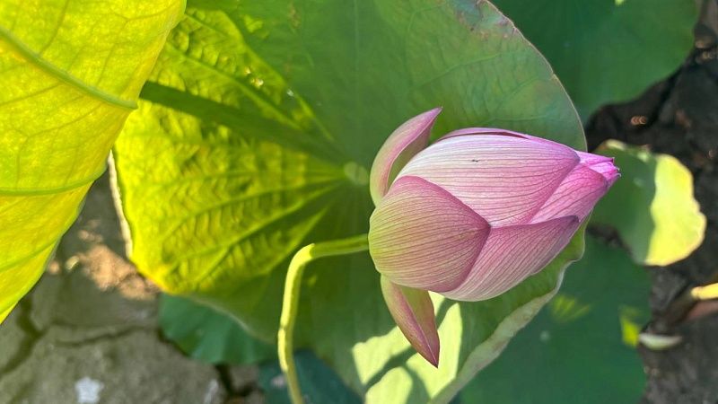 Вновь наполнили водой озеро лотосов под Краснодаром 