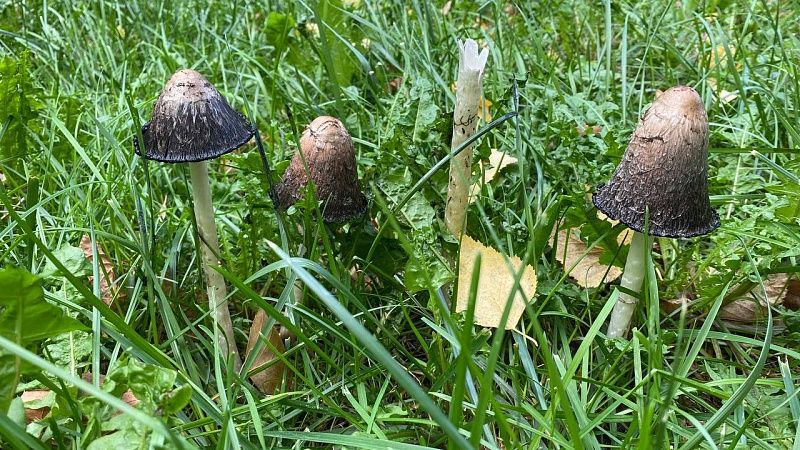 В реанимацию из-за отравления грибами попали 43 человека с начала года на Кубани