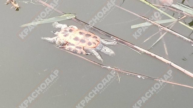 Фото: телеканал «Краснодар»