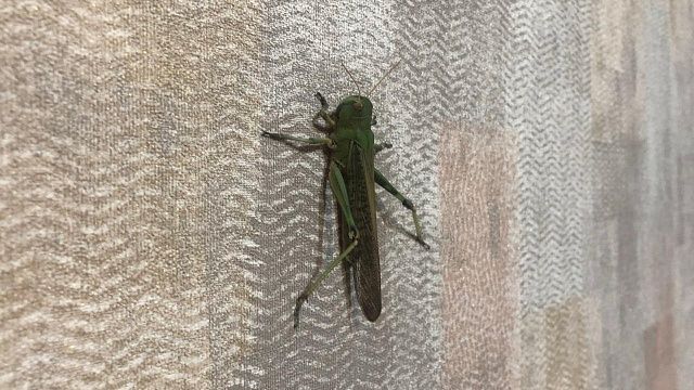 Фото: телеканал «Краснодар»