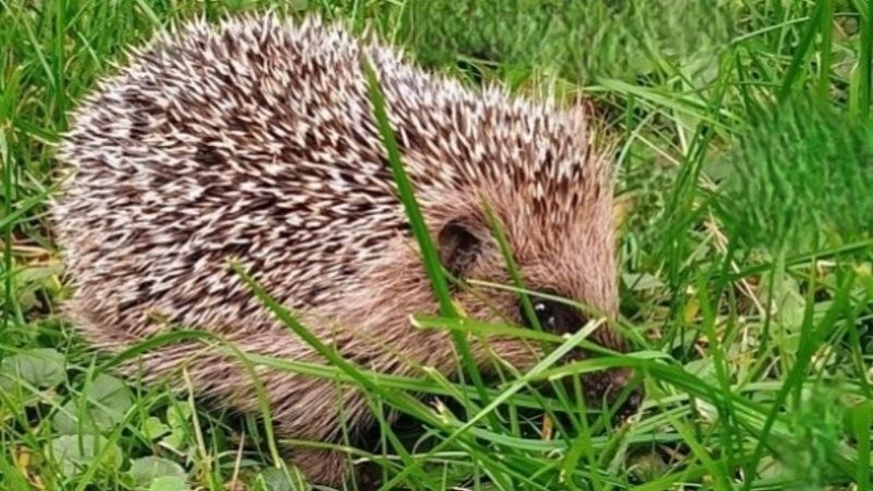 На видео попало, как мужчина разнял дерущихся ёжиков прямо на дороге в Дагестане
