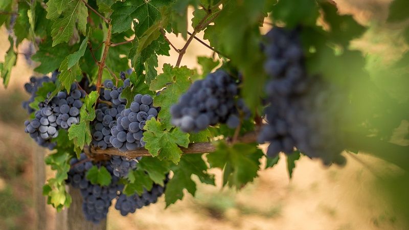 На Кубани началась уборка винограда