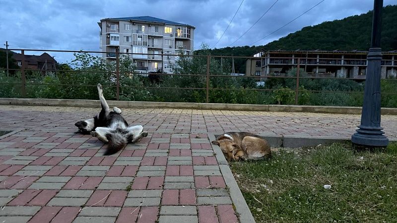 Байкер-живодер отстреливал собак в пригороде Анапы 