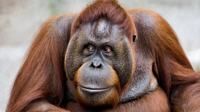 Изображение создано при помощи ИИ