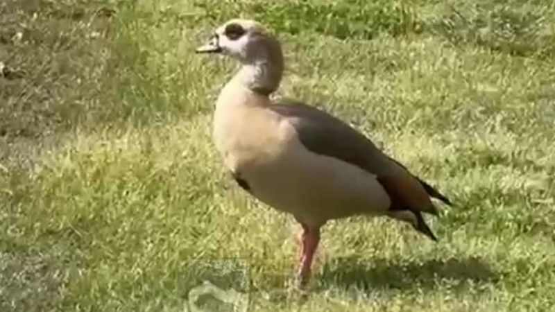 Нильского гуся заметили в парке Сочи