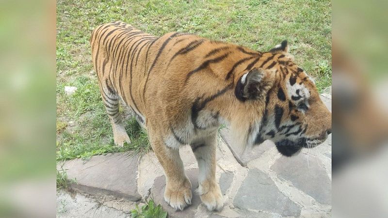 Тигр убил мужчину и пытался утащить в лес на глазах у его отца в Индии