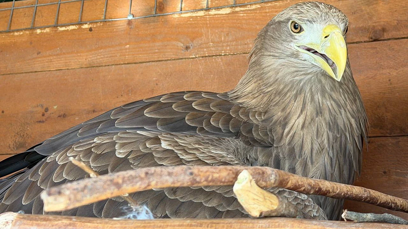 Спасенные белохвостатые орланы без пары отложили яйца в Сочи