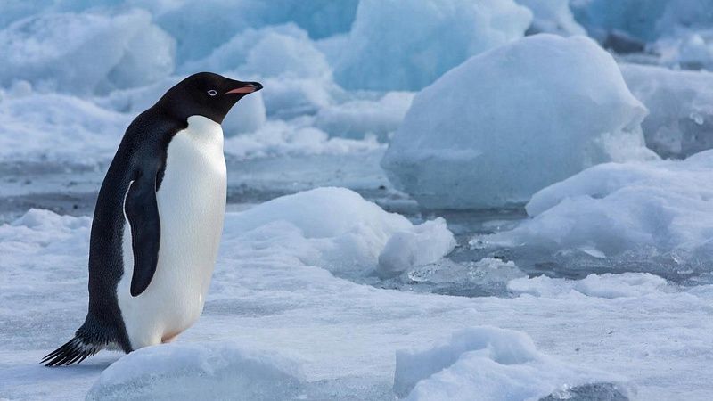 Пингвин украл камешки из домика соседа в Великобритании