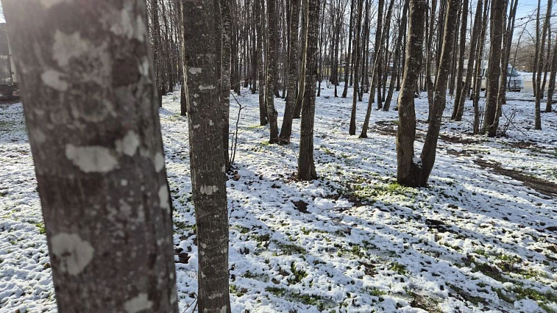 Спасатели нашли и вывезли из леса заболевшую туристку в Москве