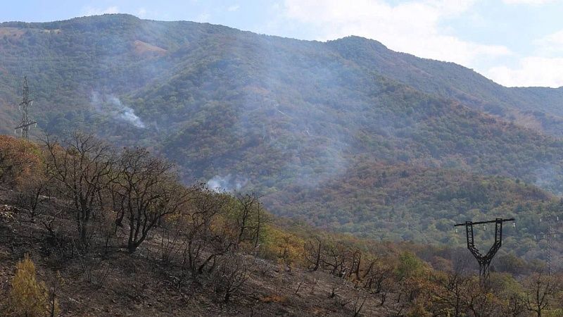 На месте крупного пожара в Геленджике ищут места для высадки новых деревьев