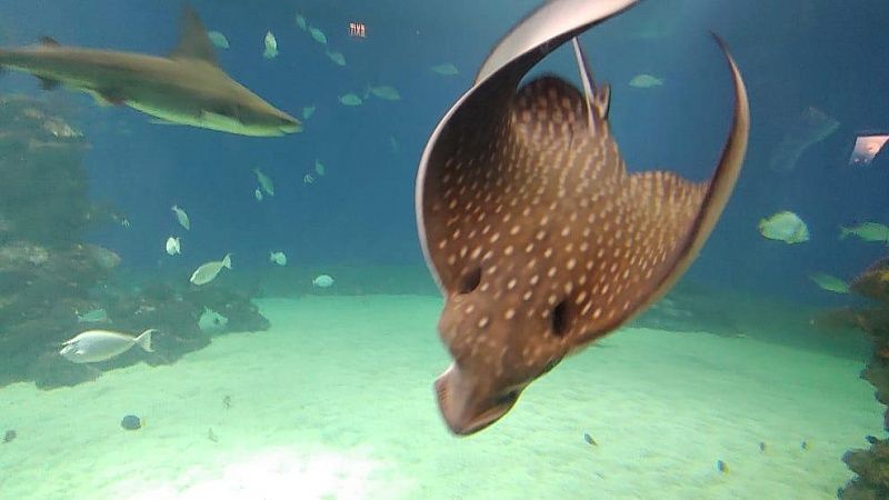 Рыбак поймал ската с ядовитым шипом в Сочи